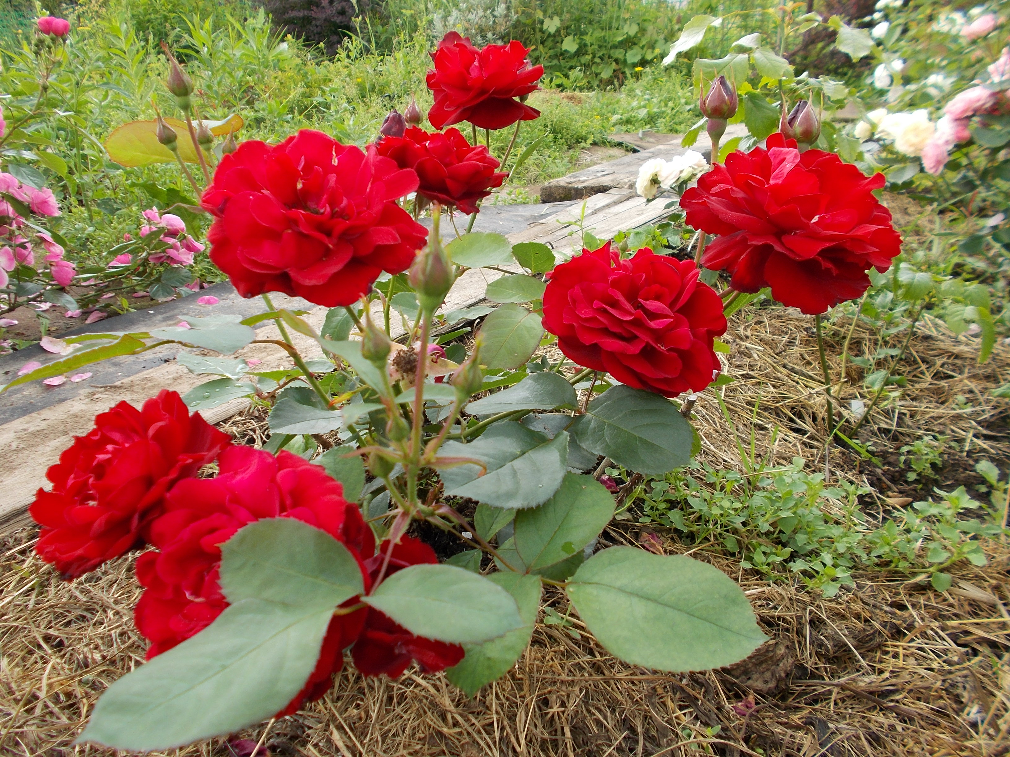 Роза Кхела фото в саду