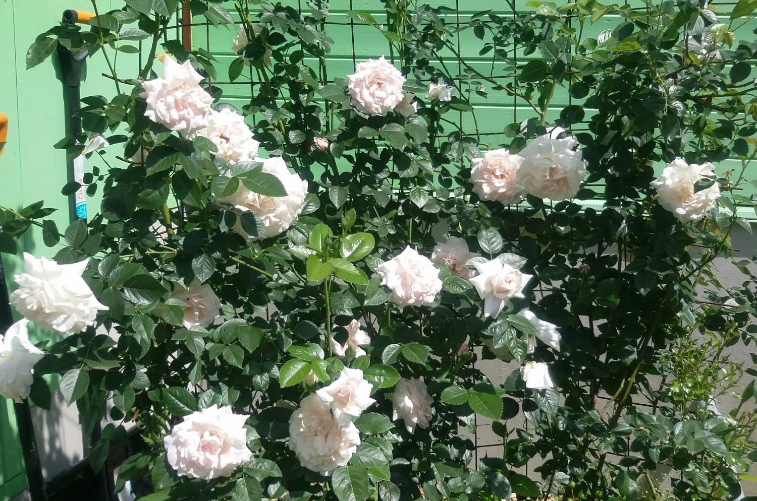 Роза Грациоза Graciosa плетистая роза