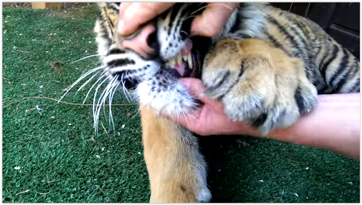 Укус тигра. Тигр когти. Зубы тигра.