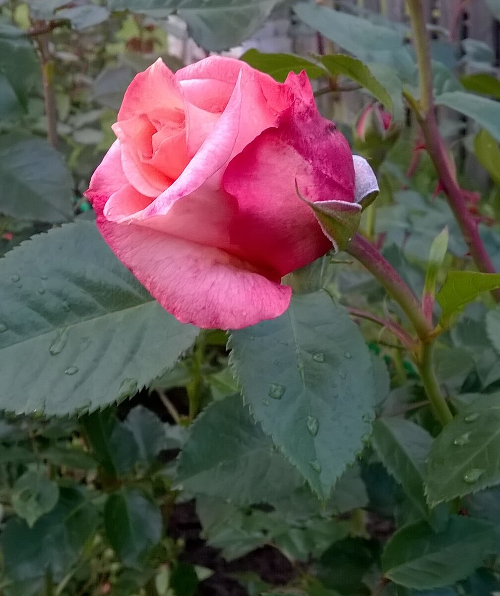 Роза Пегасус