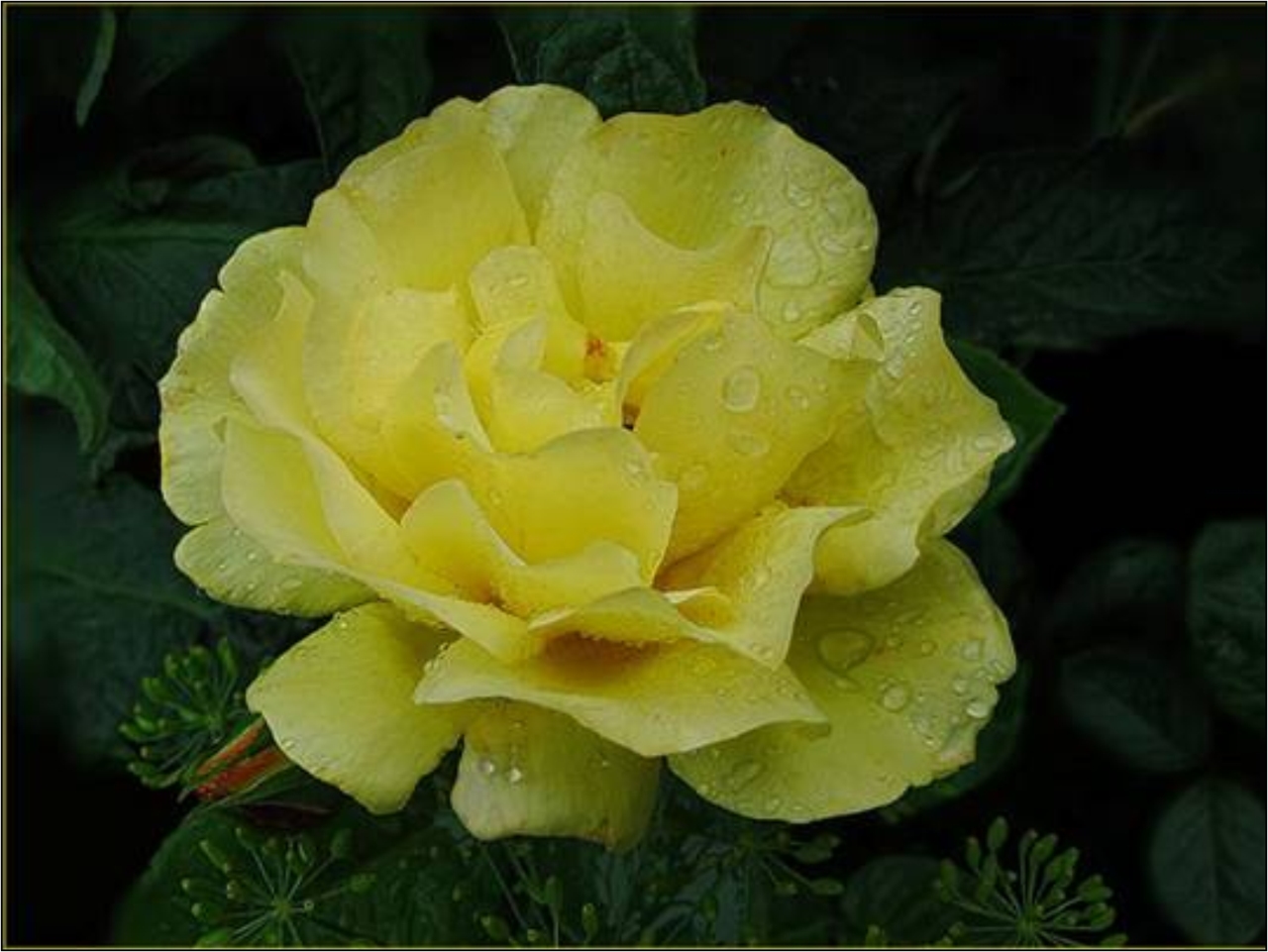 Роза желтая сфинкс фото
