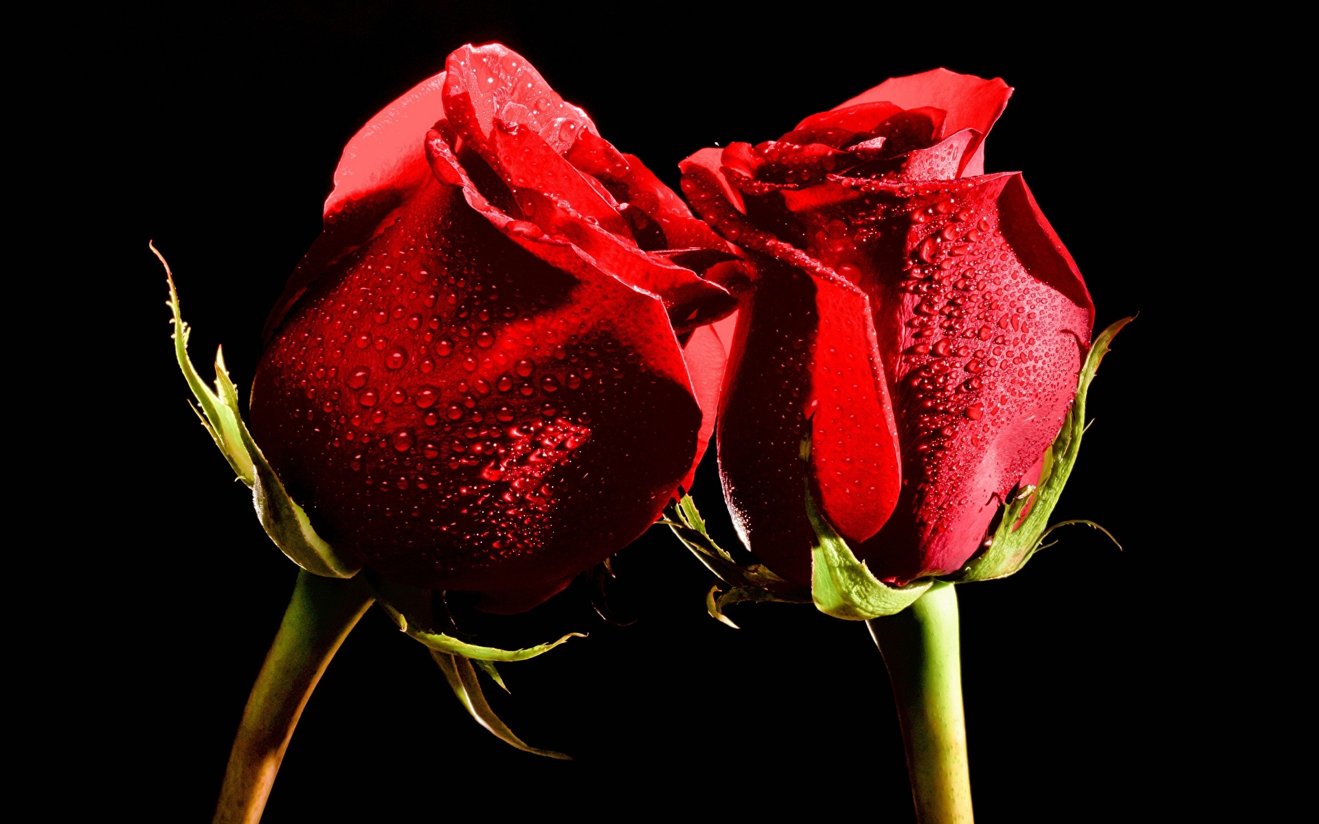 2 розы картинки