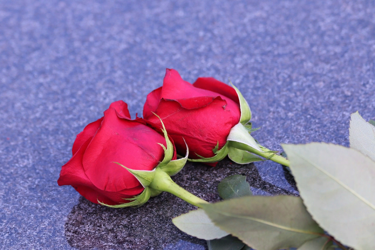 Картинки с двумя цветами. Красные розы. Две розы. Цветы лежат.