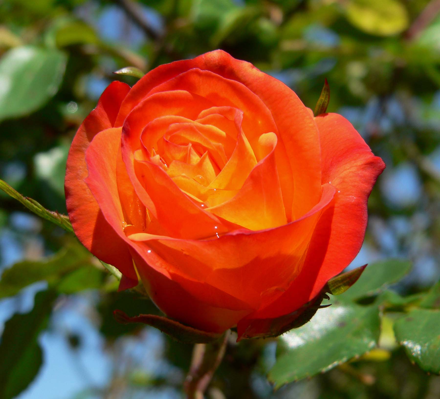 Роза серпантин фото и описание