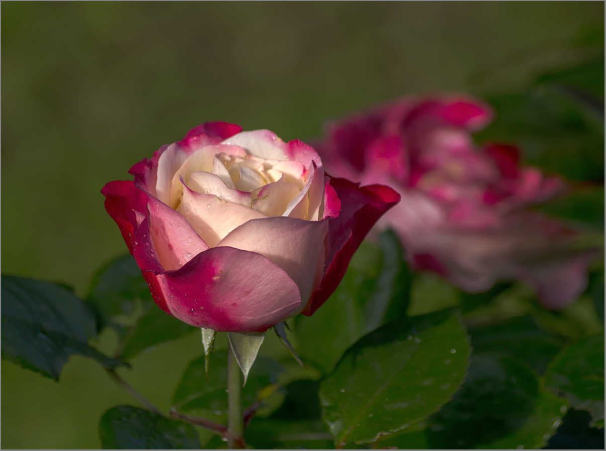Розы дип ватер фото и описание
