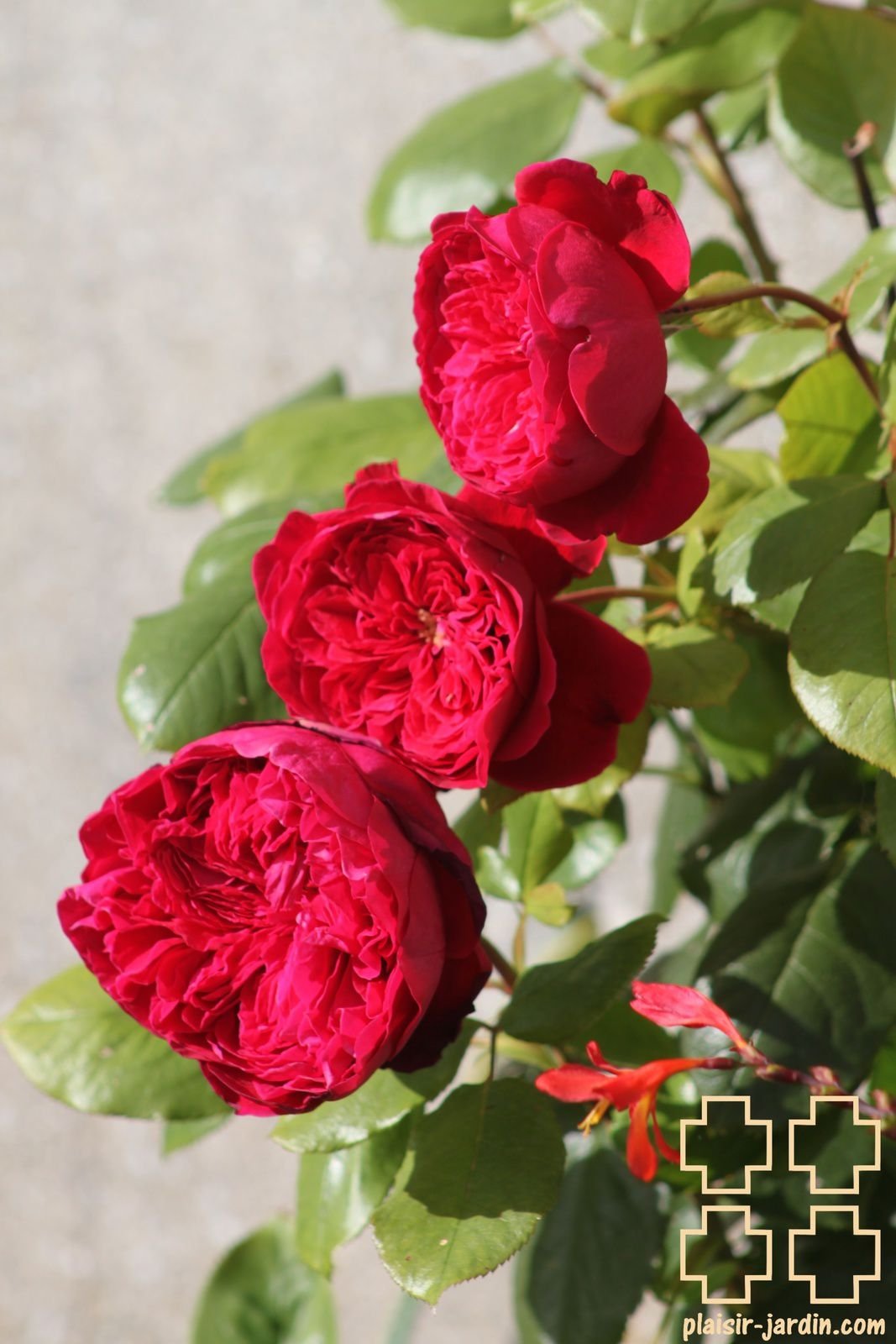 Сорт розы Алан Сушон