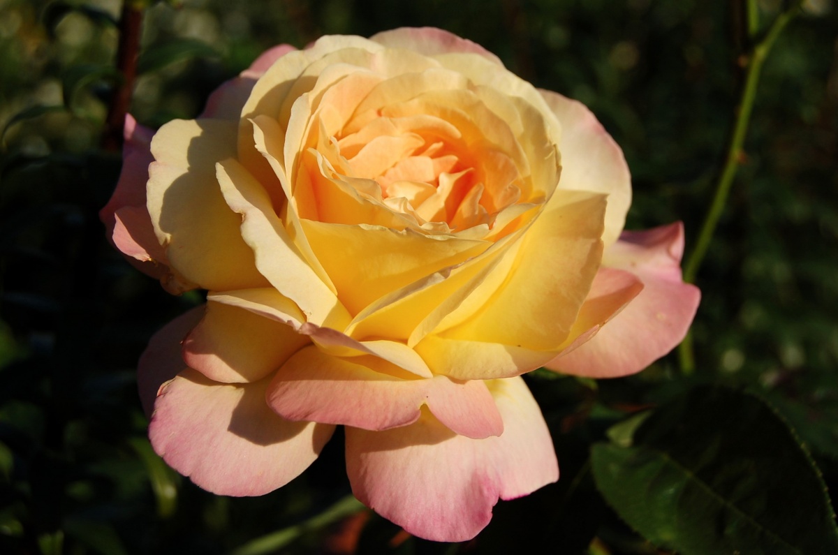 роза глория дей фото и описание