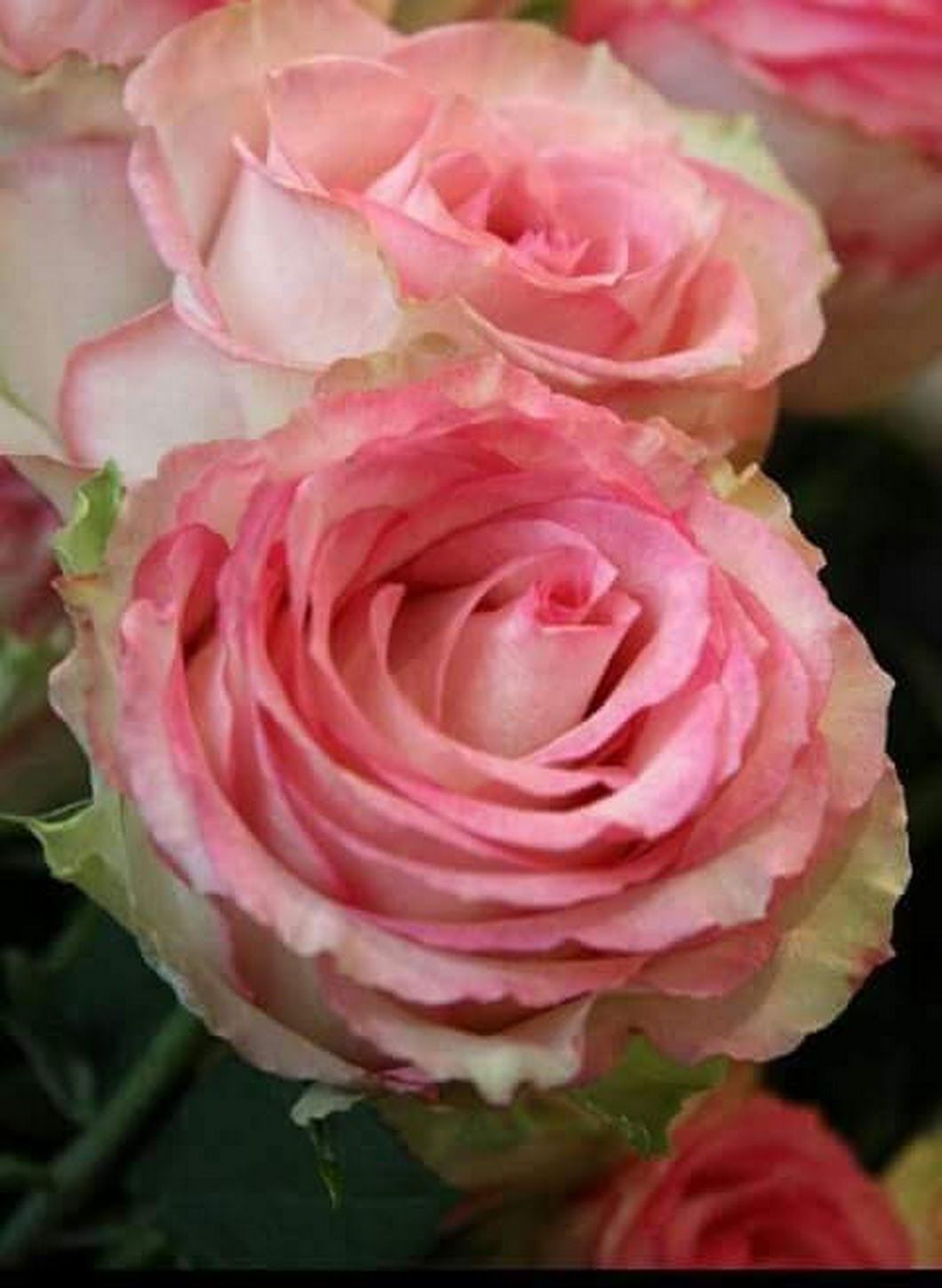 Розалинда роза фото и описание
