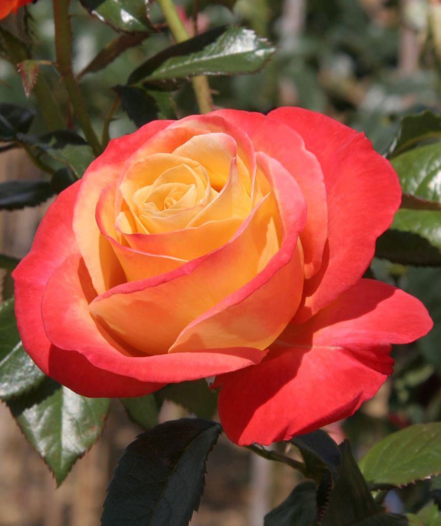 Роза Vendee Imperiale