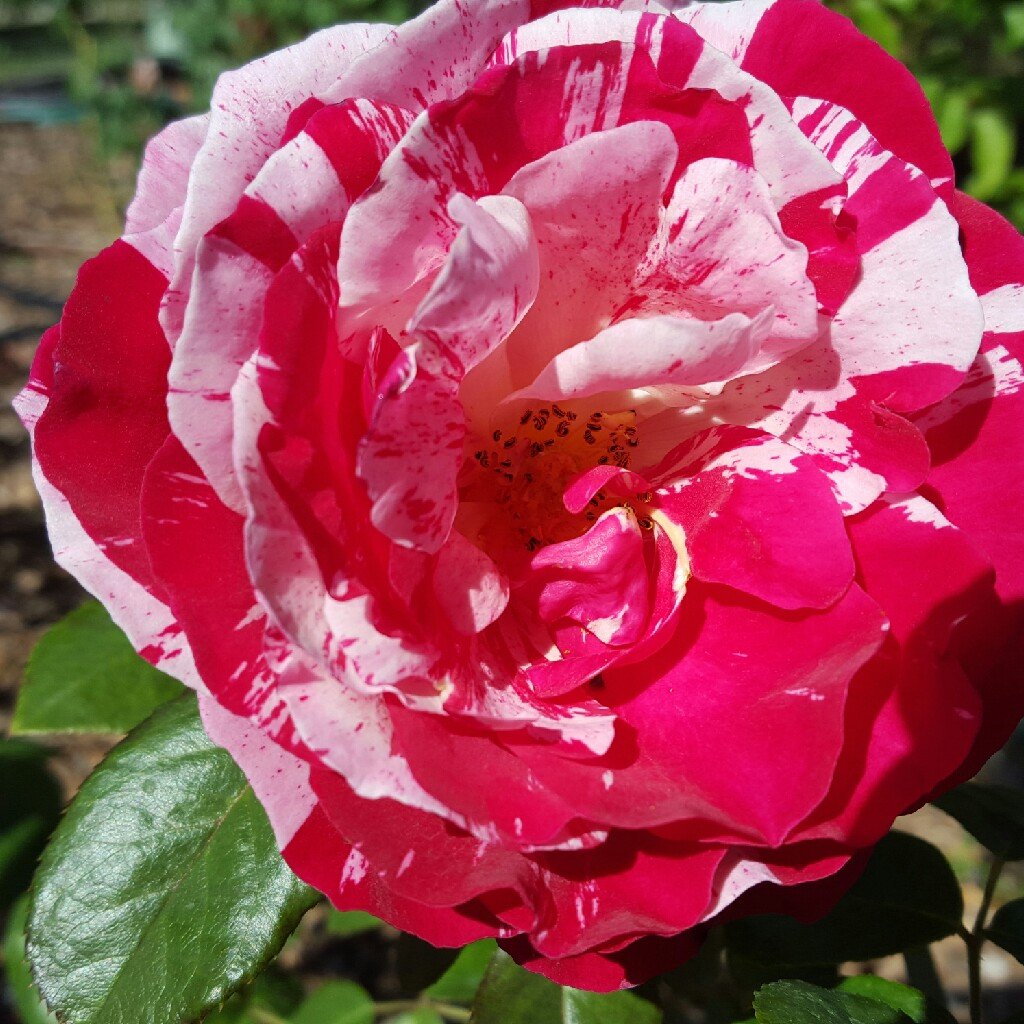Флоремунда синтоменталь роза