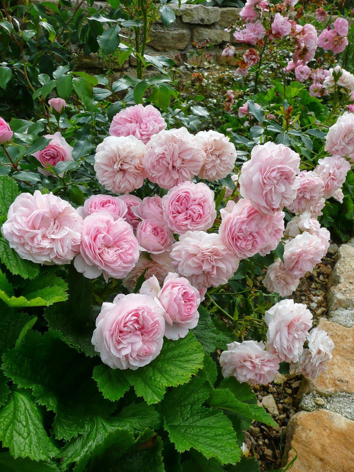 Розалинда роза фото и описание