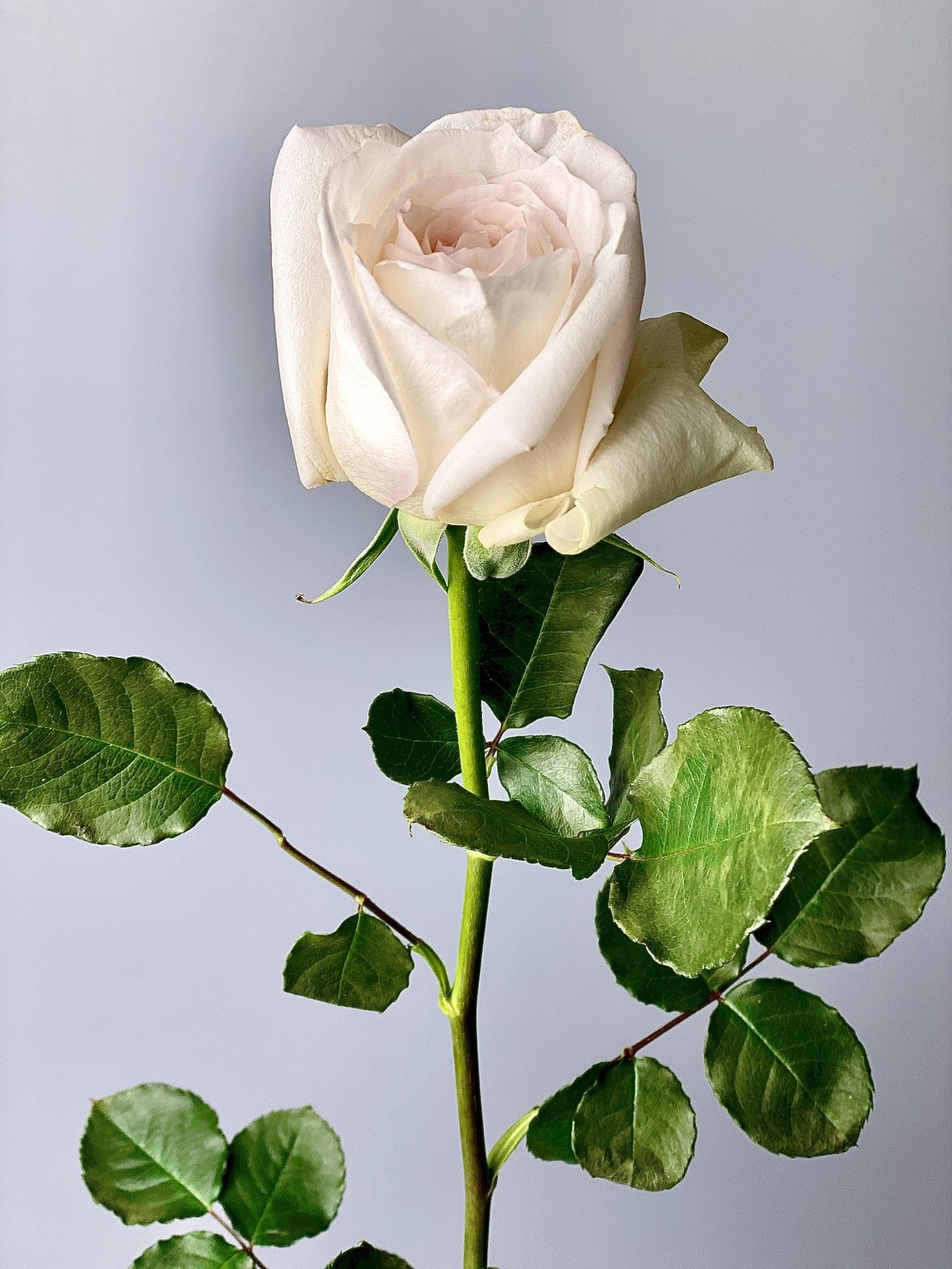 White Chocolate роза