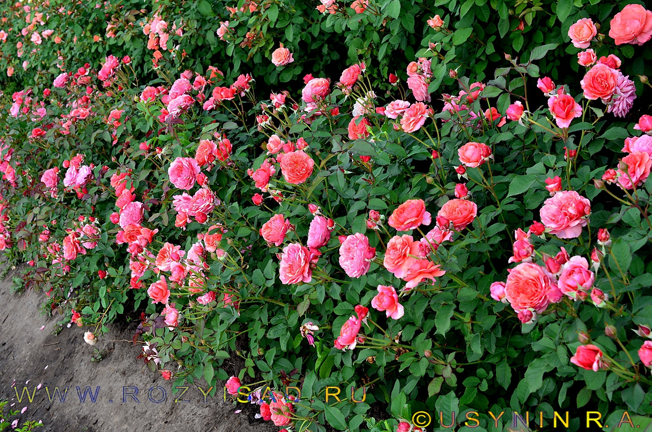 Роза ладюре фото и описание