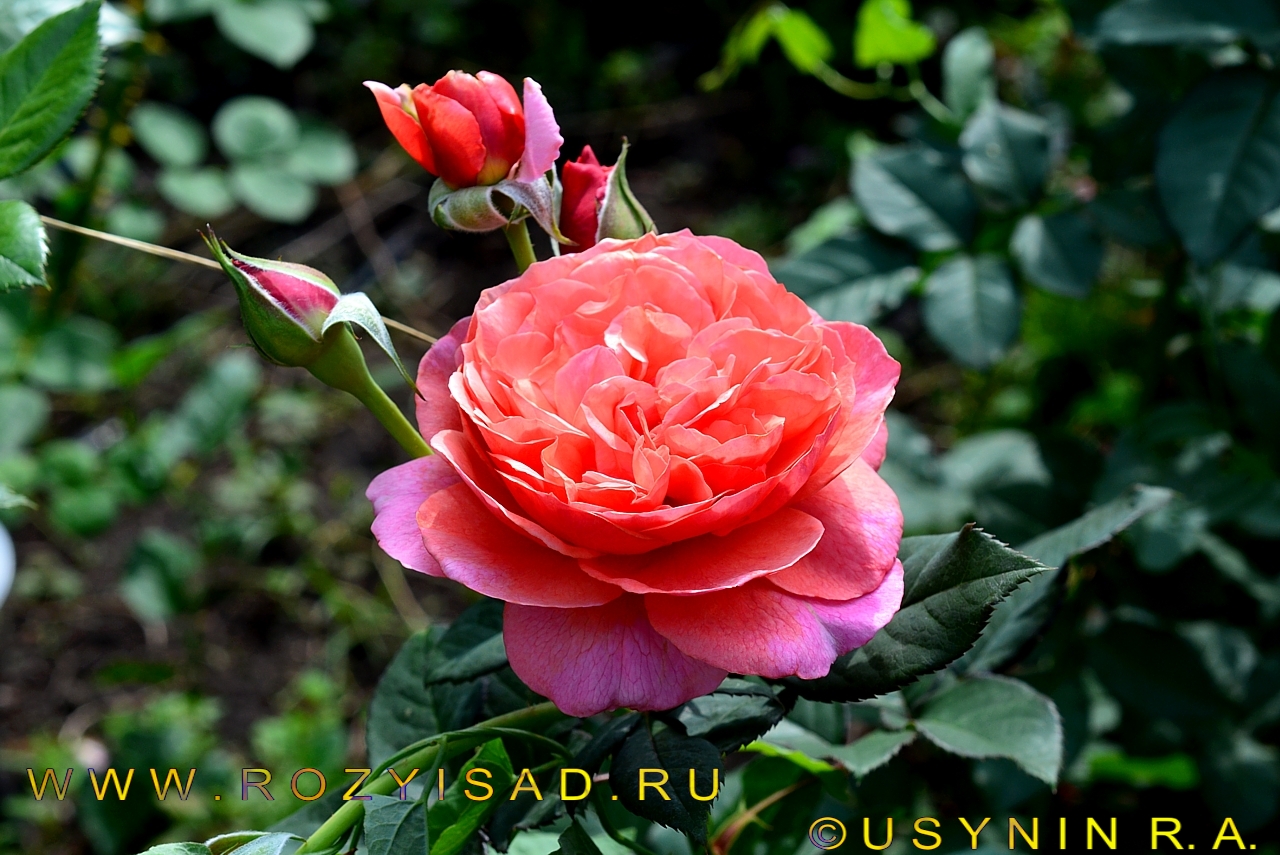 Роза Ладюри в саду фото