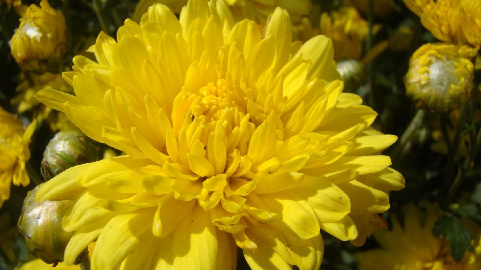 Хризантема Wonder Yellow