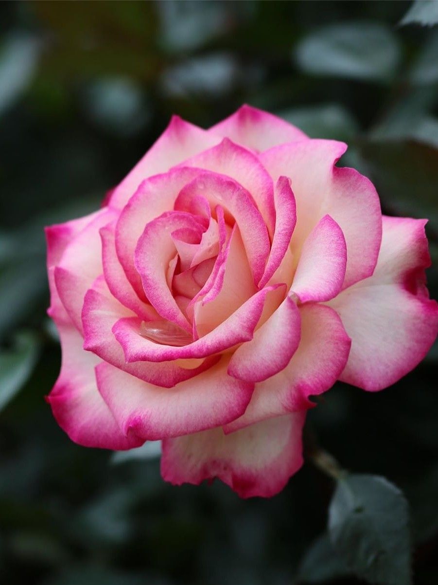 Роза хермоза фото и описание