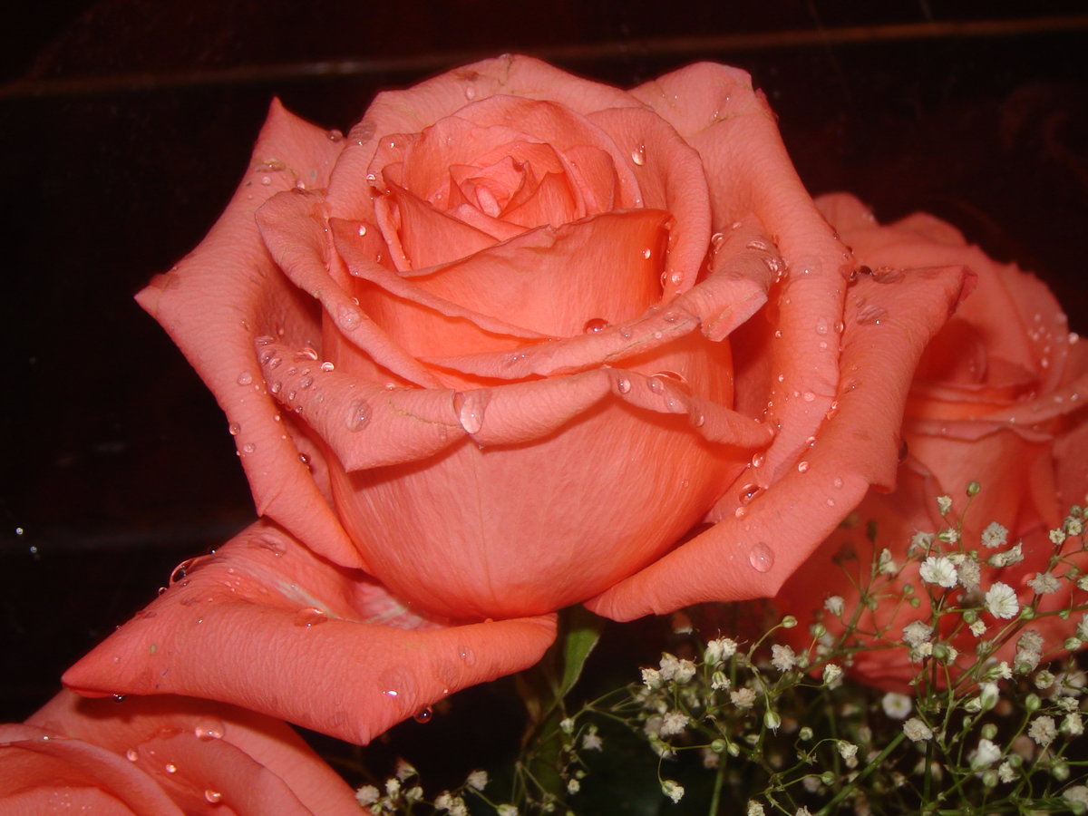 Розочки любимые. Розы для любимой. Прекрасные розы. Цветы для любимой женщины. Красивые розы для любимой.
