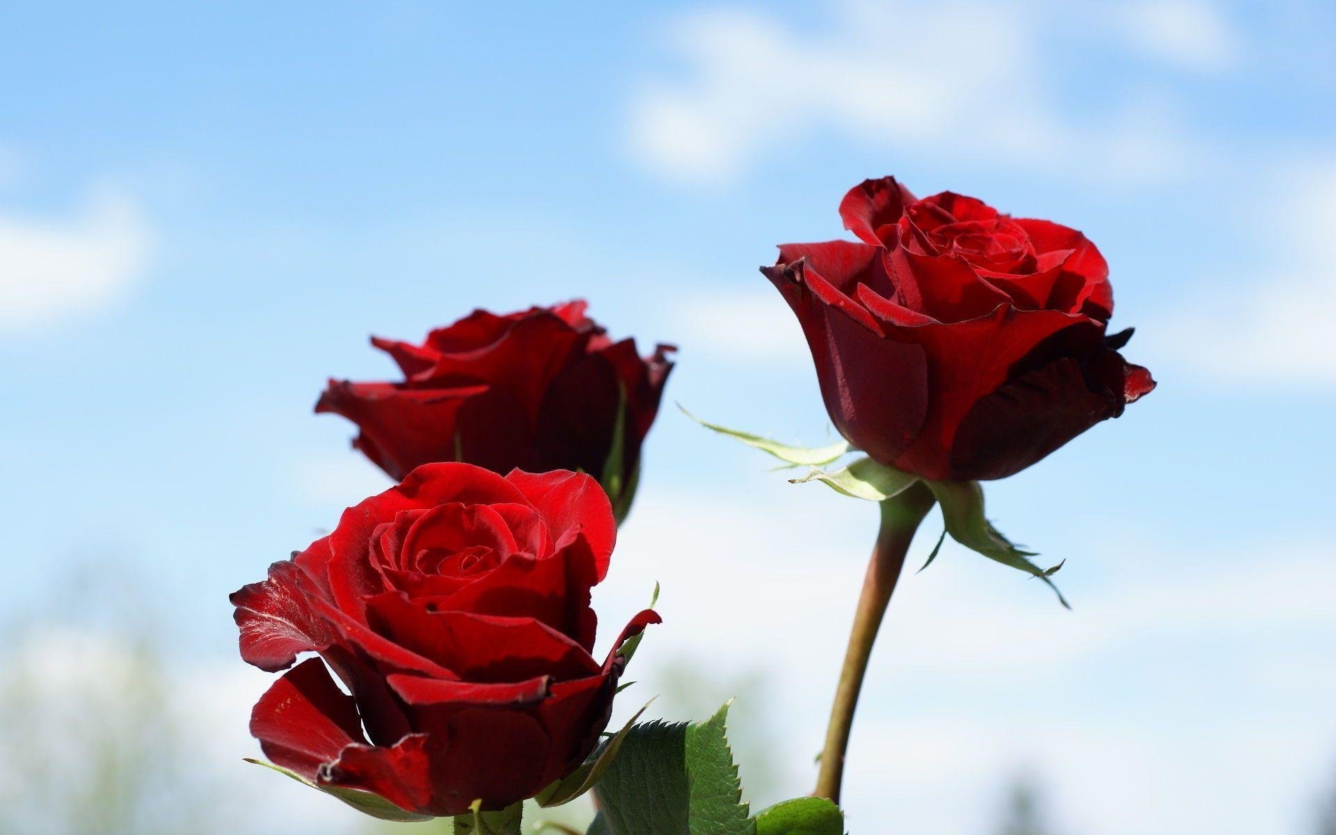Роза красная москва описание