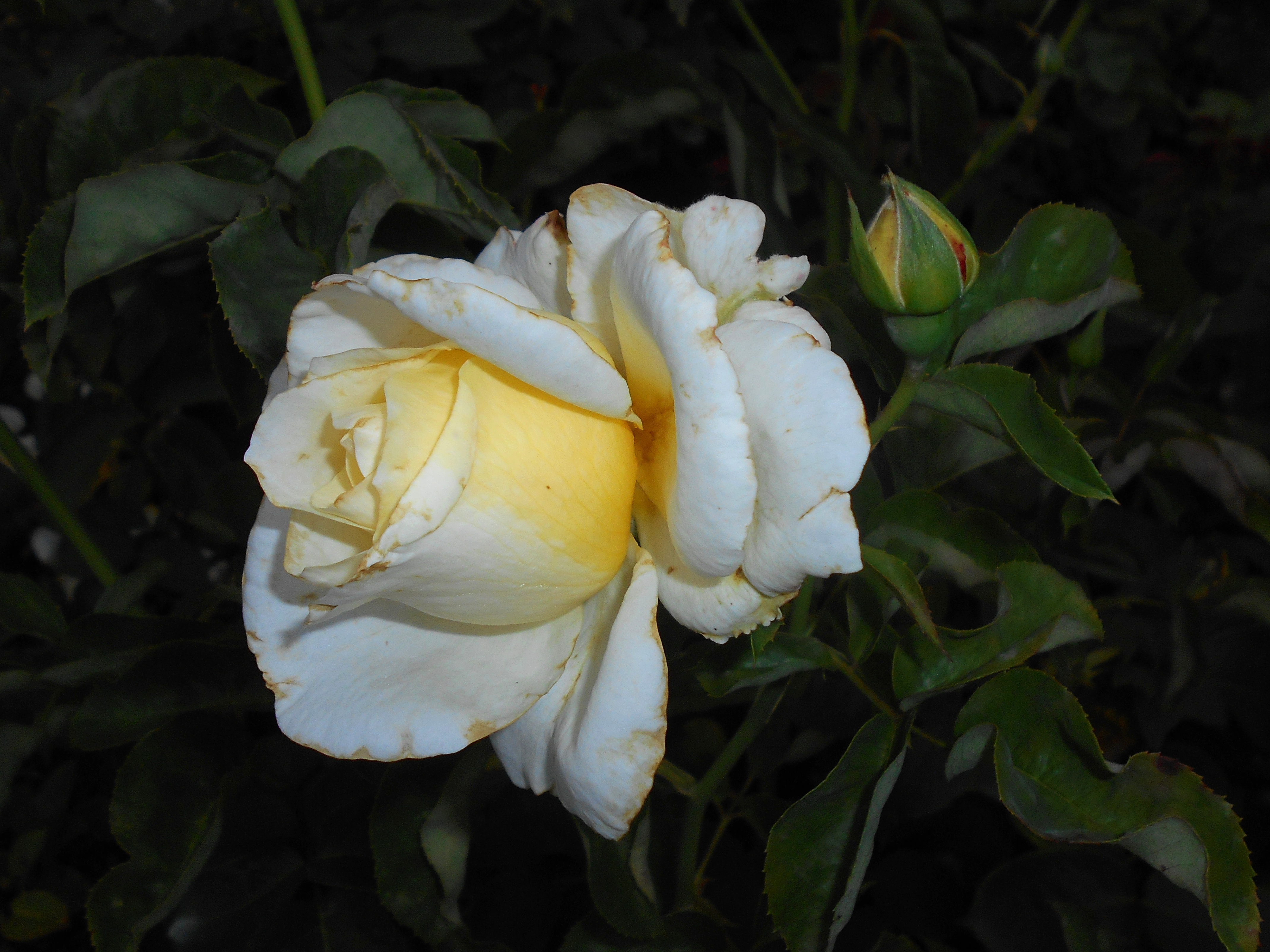 Rosa th 'Chopin' роза