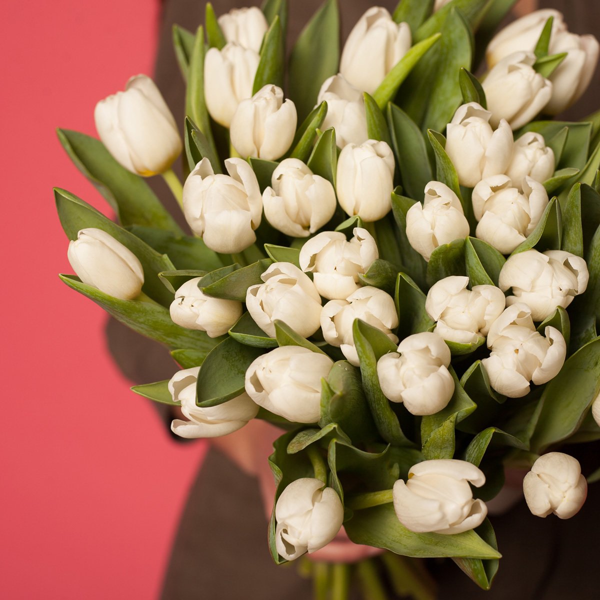 Самые красивые белые тюльпаны