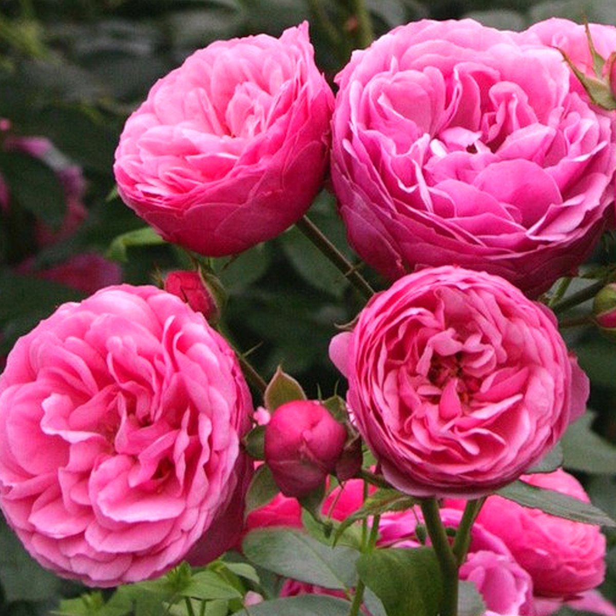 Роза Kordes (сорт 'Pomponella®')