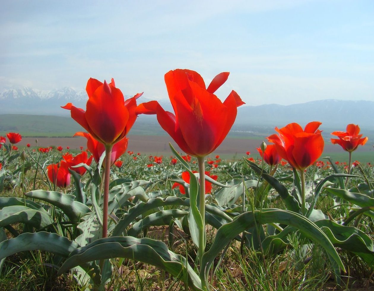 Қызыл ала. Тюльпан Грейга (Tulipa greigii). Растения Казахстана тюльпан Грейга. Тюльпан Грейга Южный Казахстан. Тюльпан Грейга Аддис.