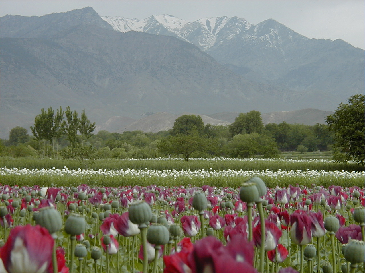 Тюльпановые поля в Таджикистане