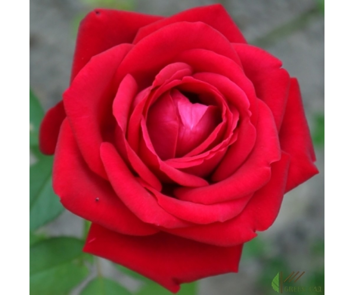 Роза чайно-гибридная красная 