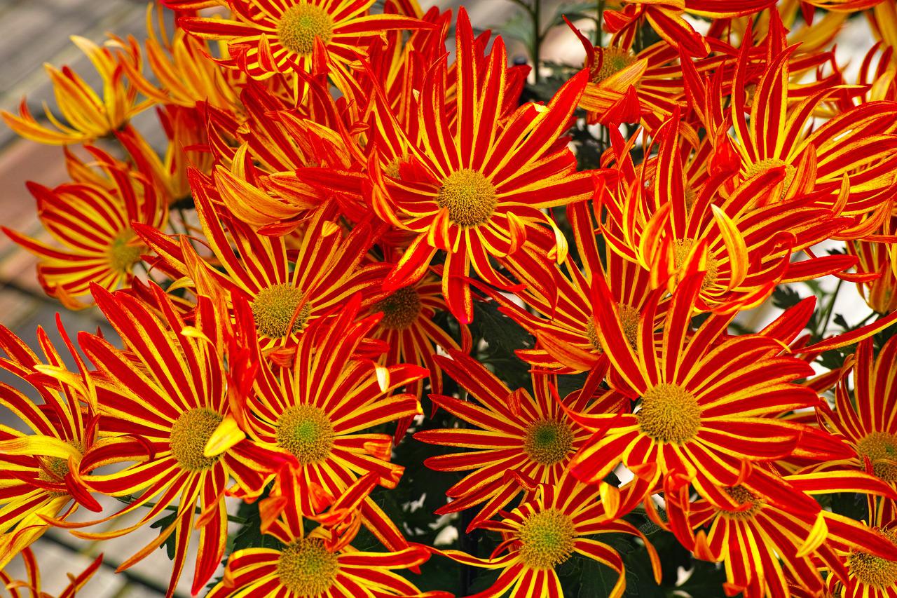 Хризантема фейерверк фото и описание