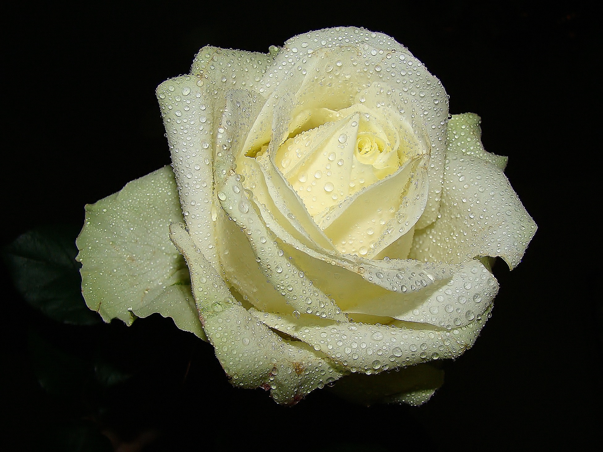 Живые белые розы