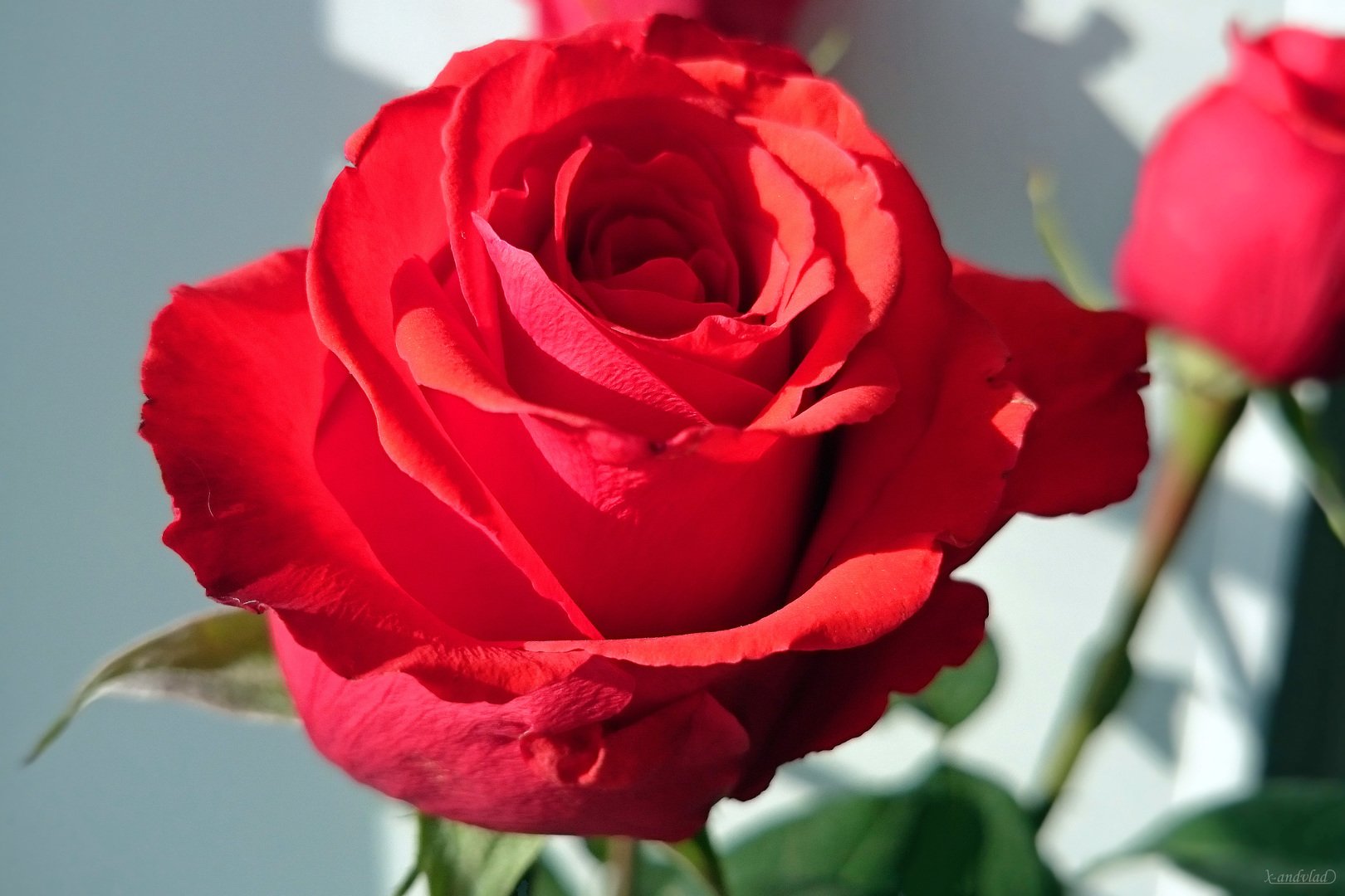 Роза миллениум фото и описание