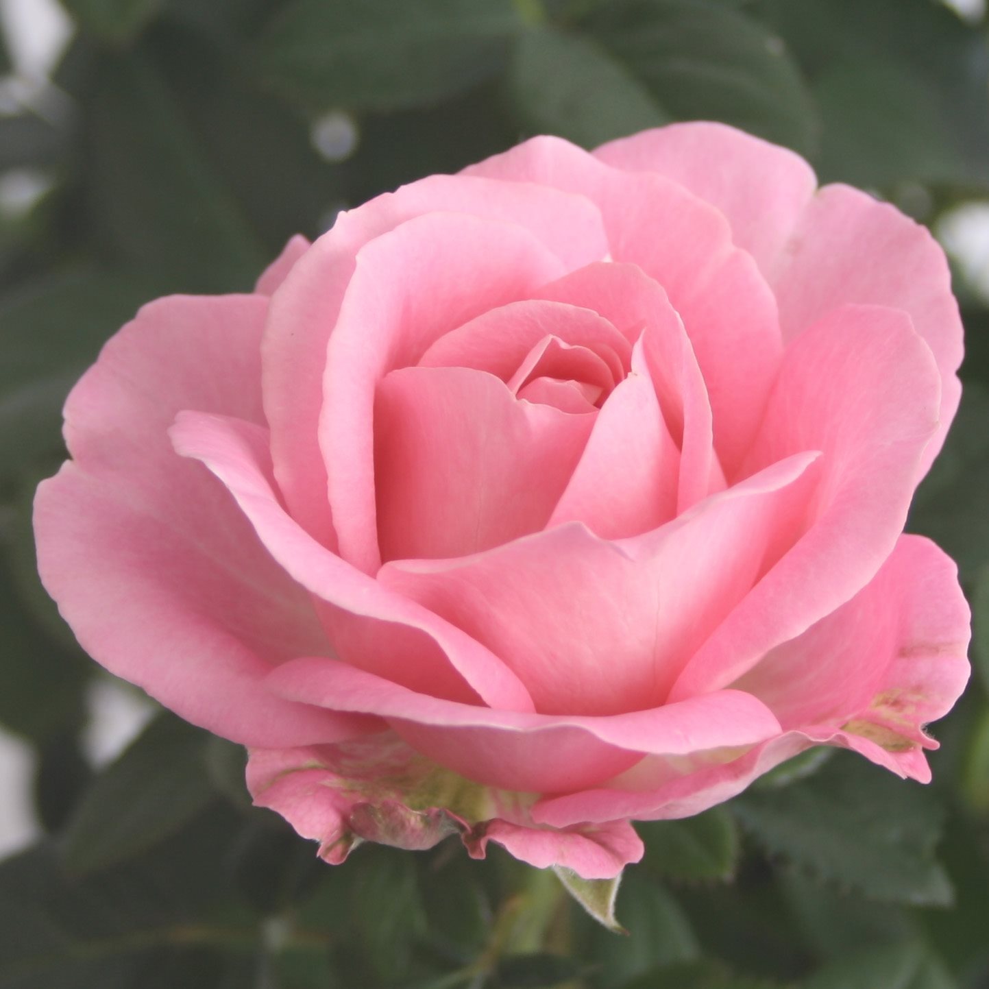 Роза Инфинити розовая