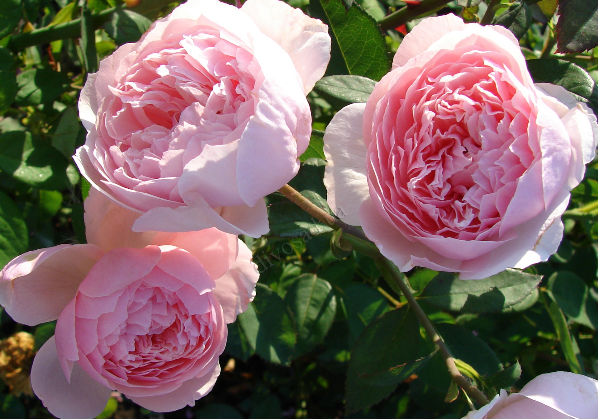 Роза the alnwick rose фото