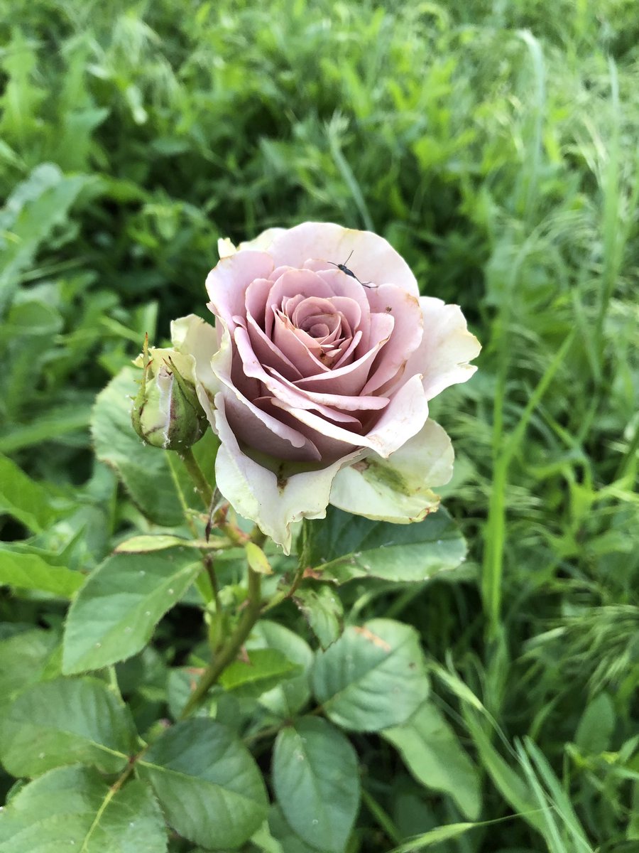 Чайно гибридная роза амнезия фото и описание
