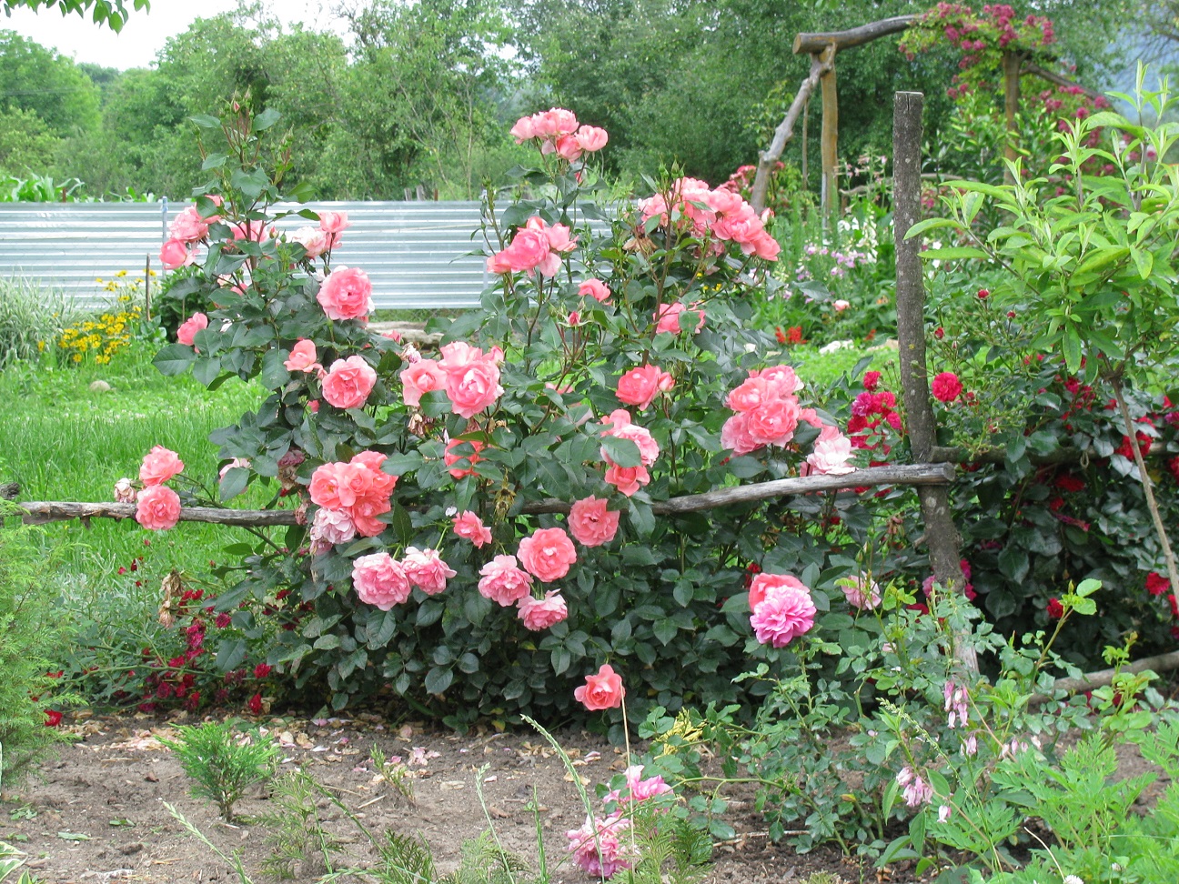 Роза флорибунда Жарден де Франс