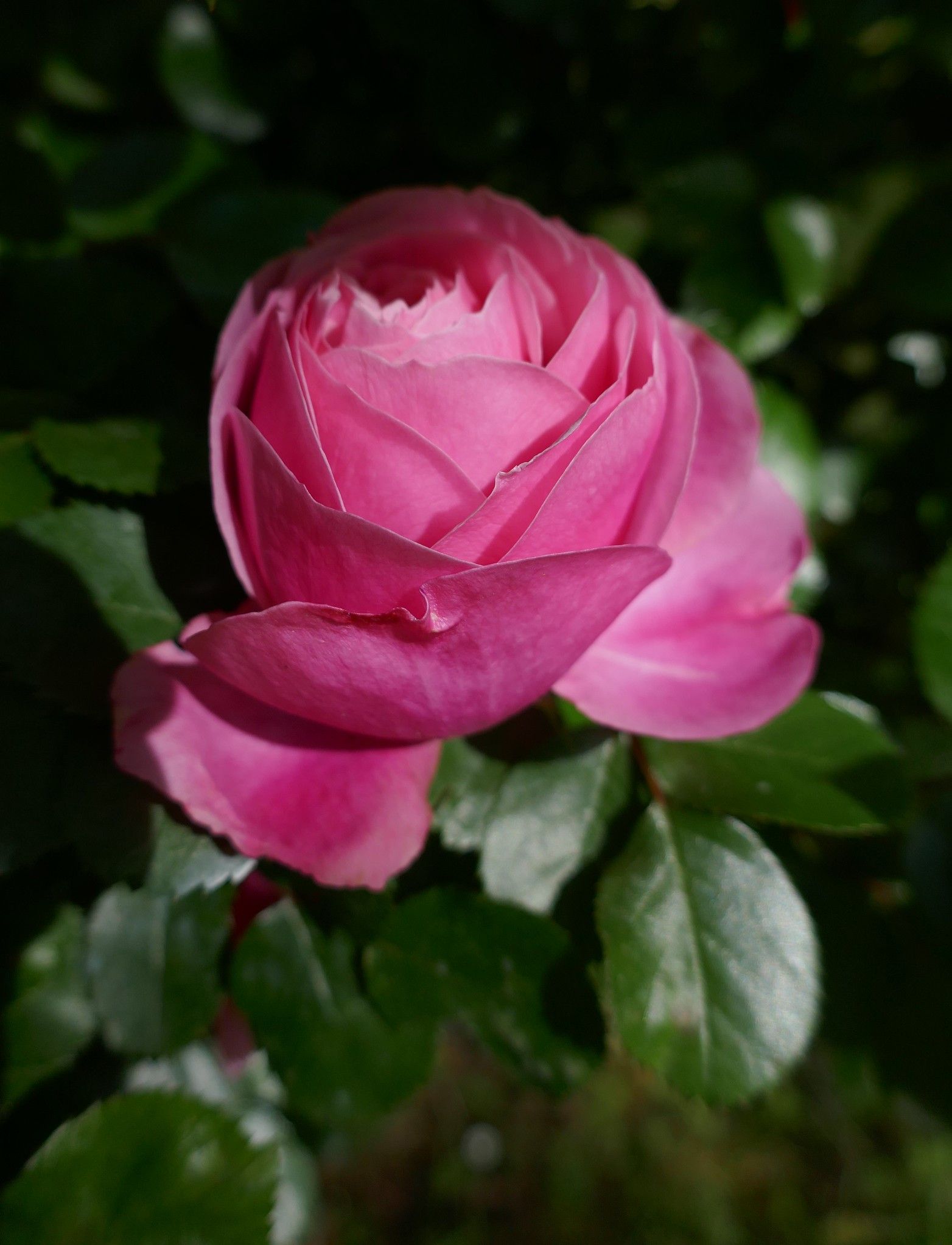 Роза Аквитания