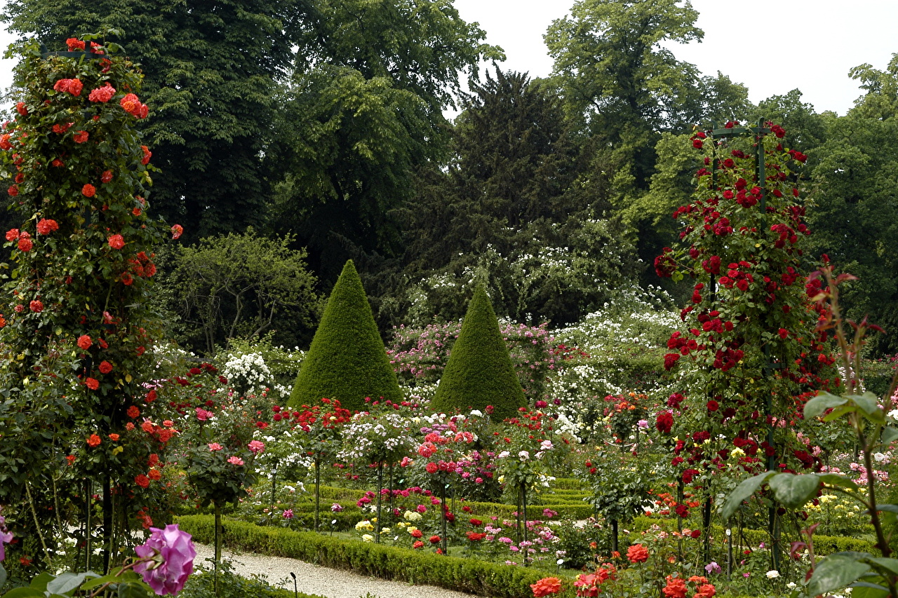 Парк Багатель в Париже розы