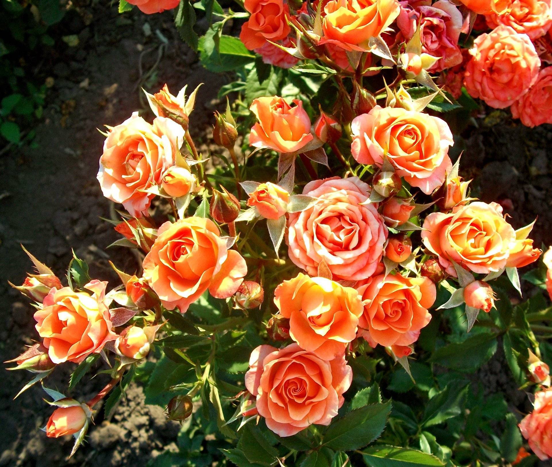 Спрей розы лучшие сорта фото с названиями