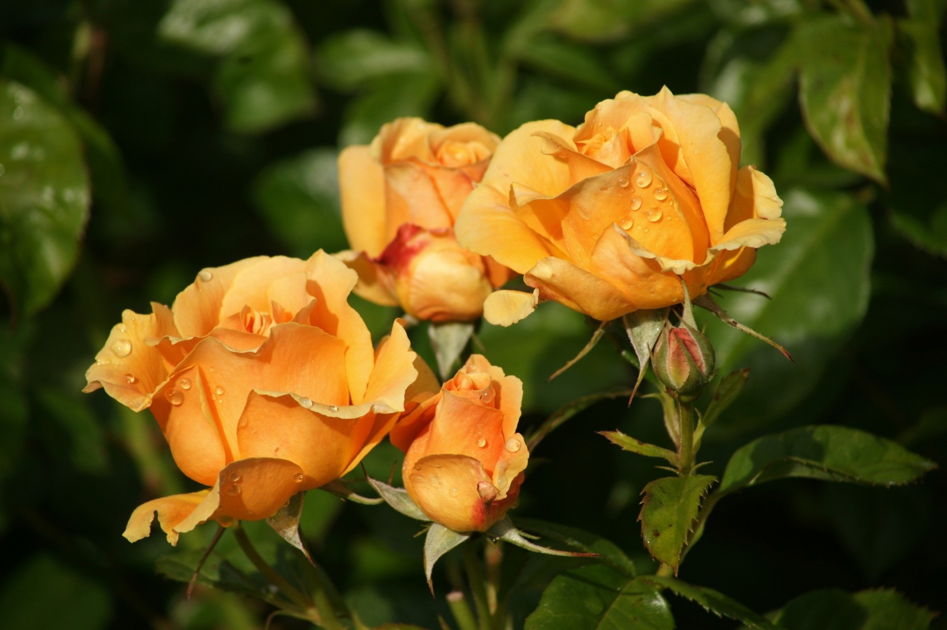 Ред голд роза флорибунда фото и описание