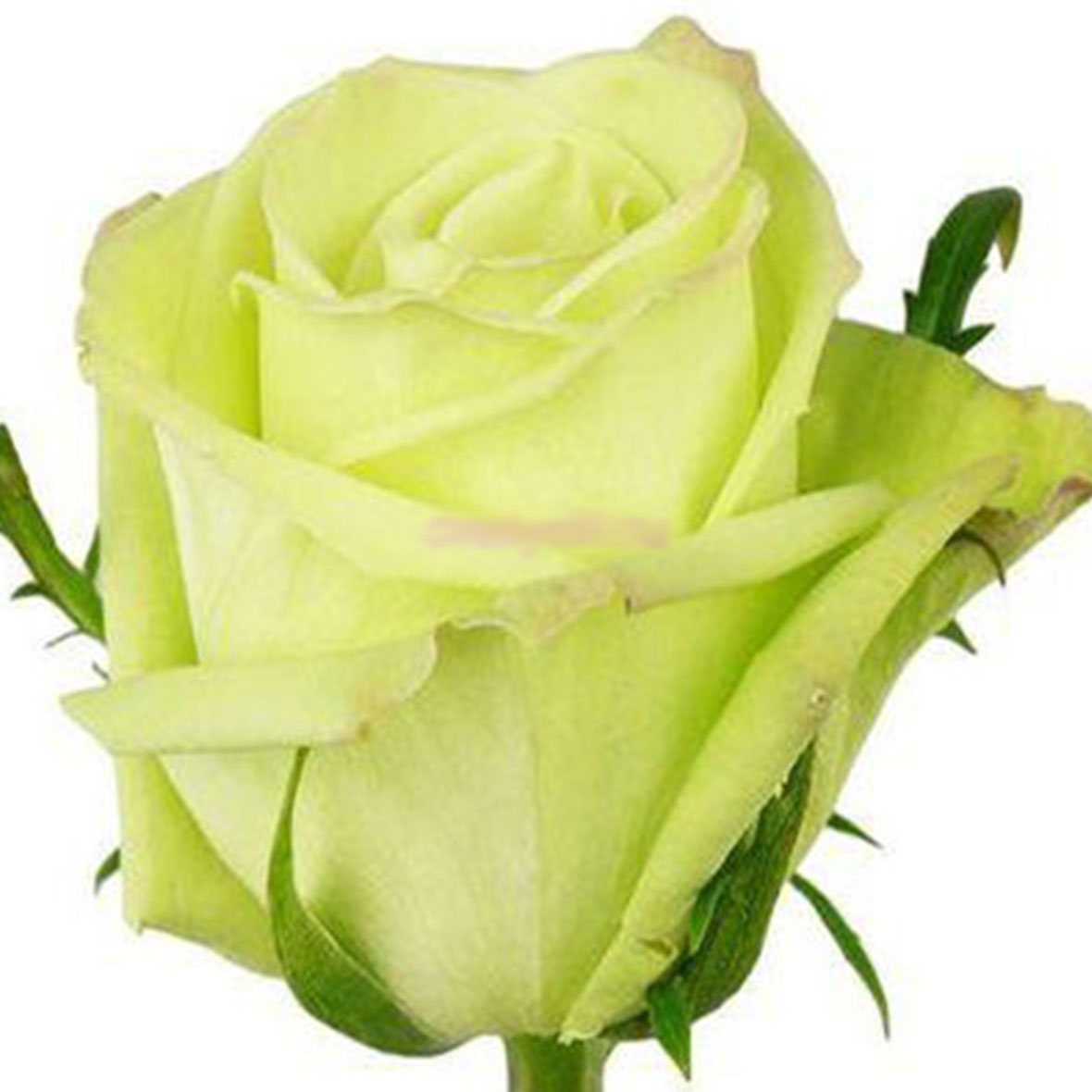 Грин романтика роза фото и описание