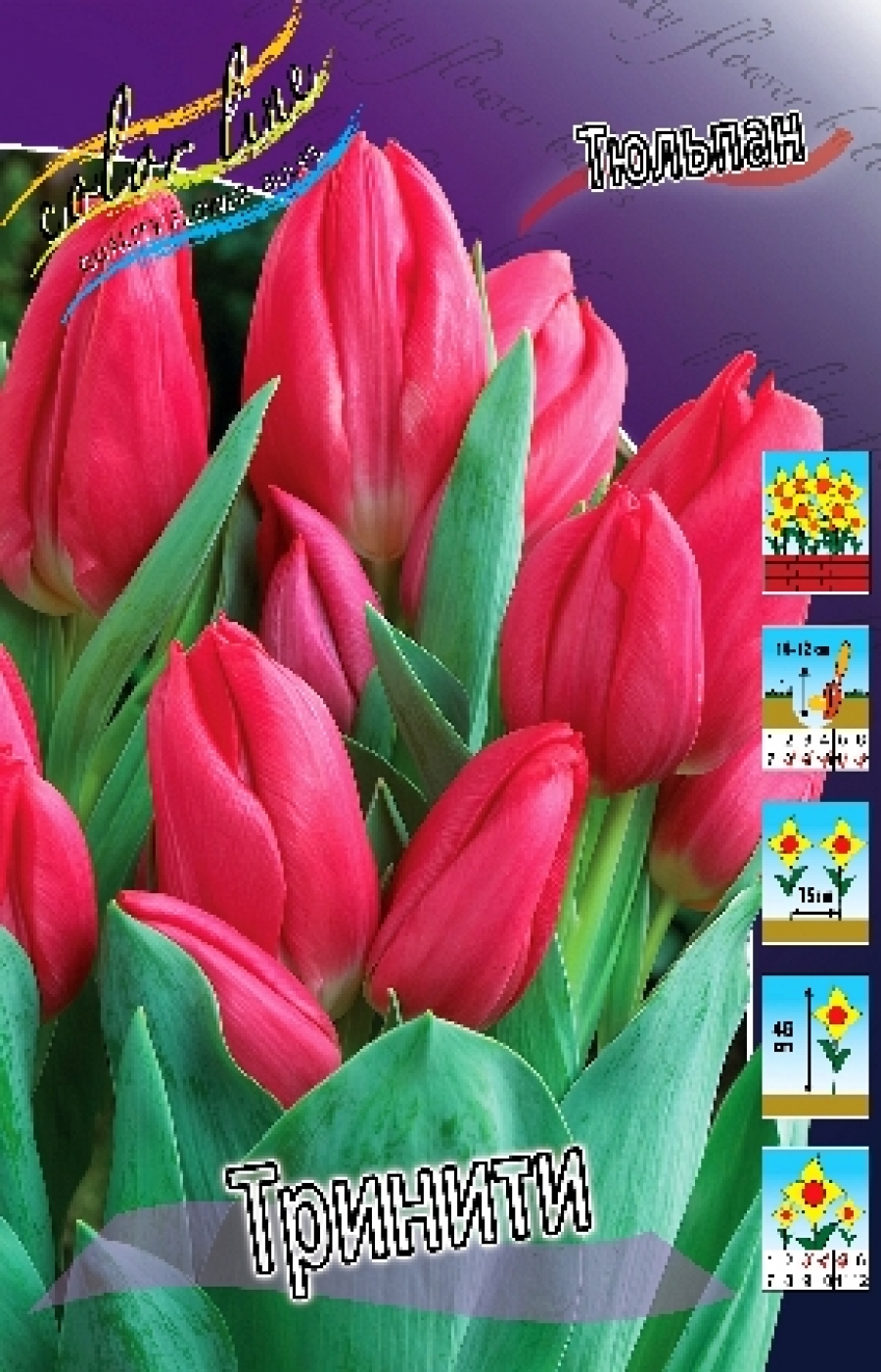 Тюльпан Тринити фото