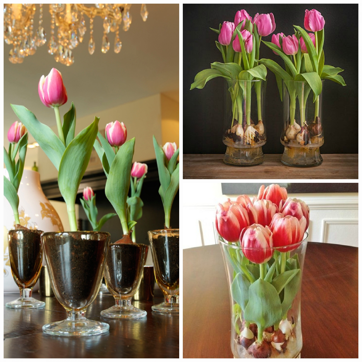 Тюльпаны поменяли цвет в вазе