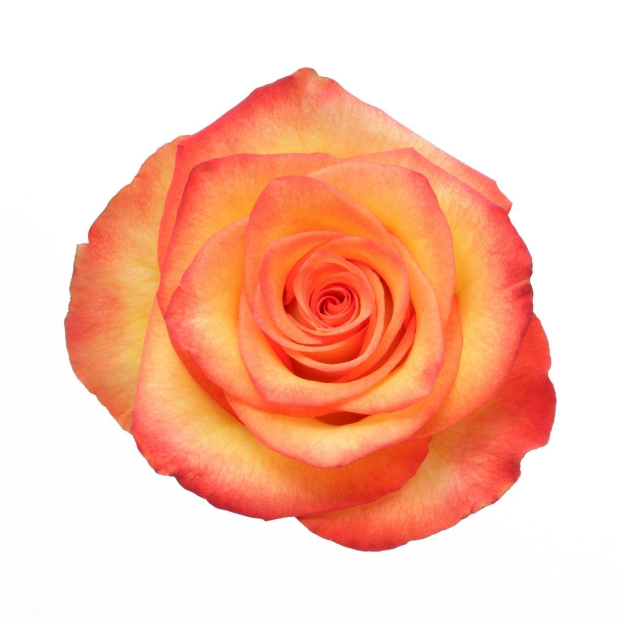 Хай мэджик роза эквадор