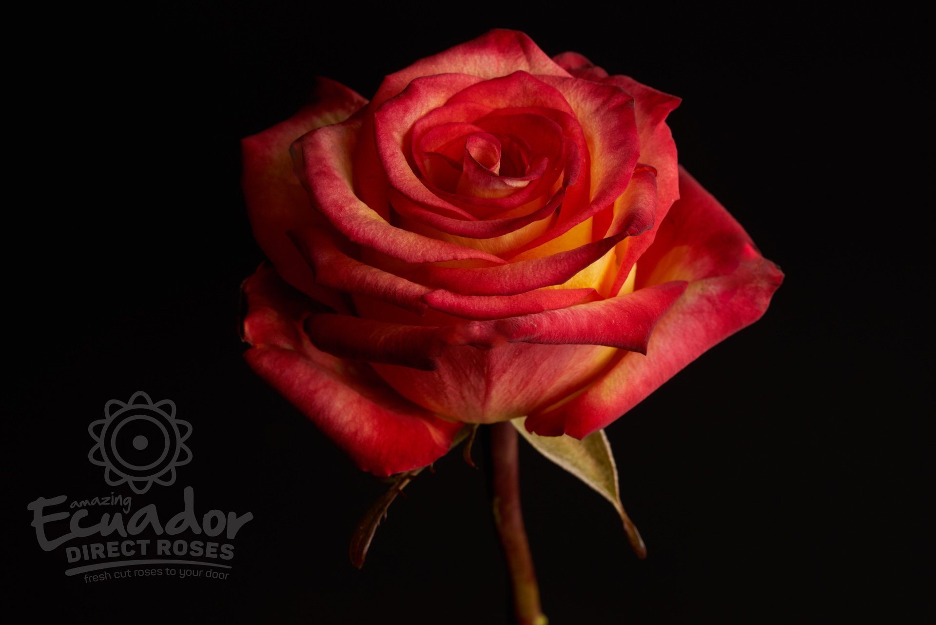 Роза двухцветка Эквадор