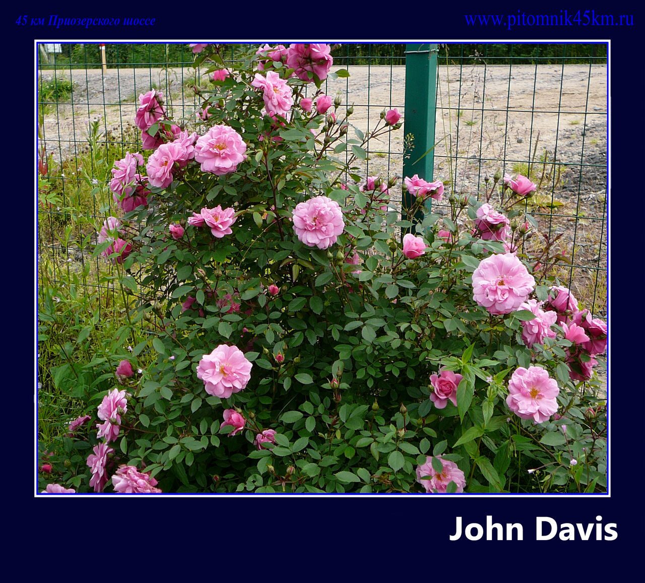 John Davis Джон Дэвис роза