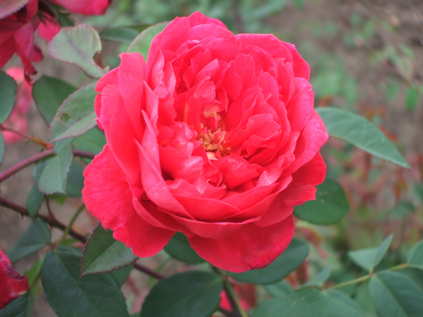 Розы шраб Бенджамин Бриттен красная