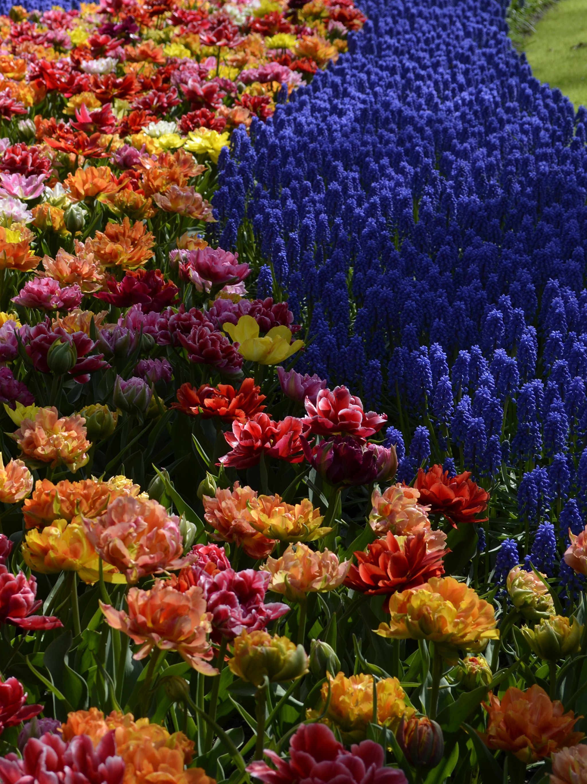 Голландские цветы каталог фото и названия