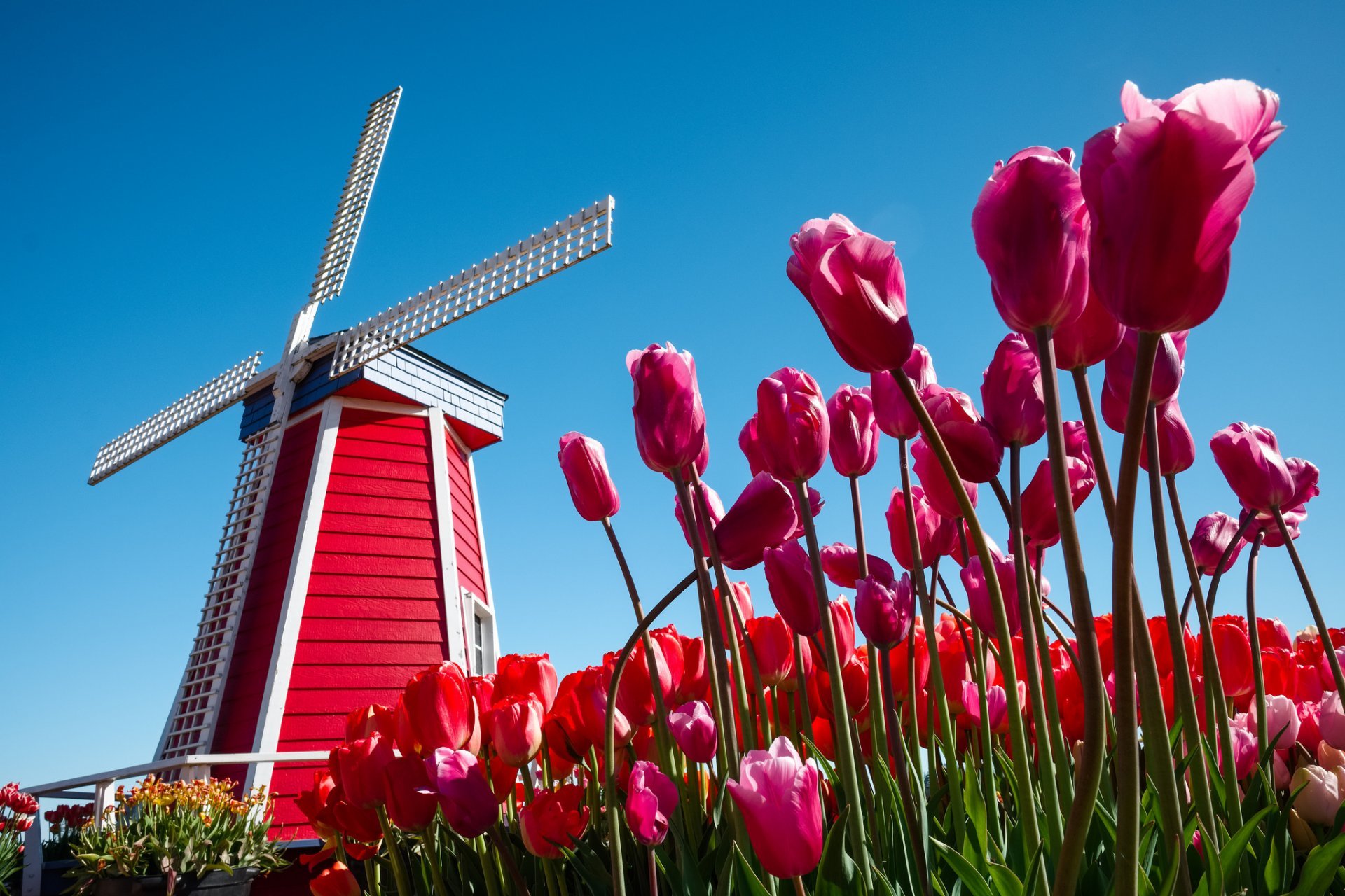 Амстердам поля тюльпанов