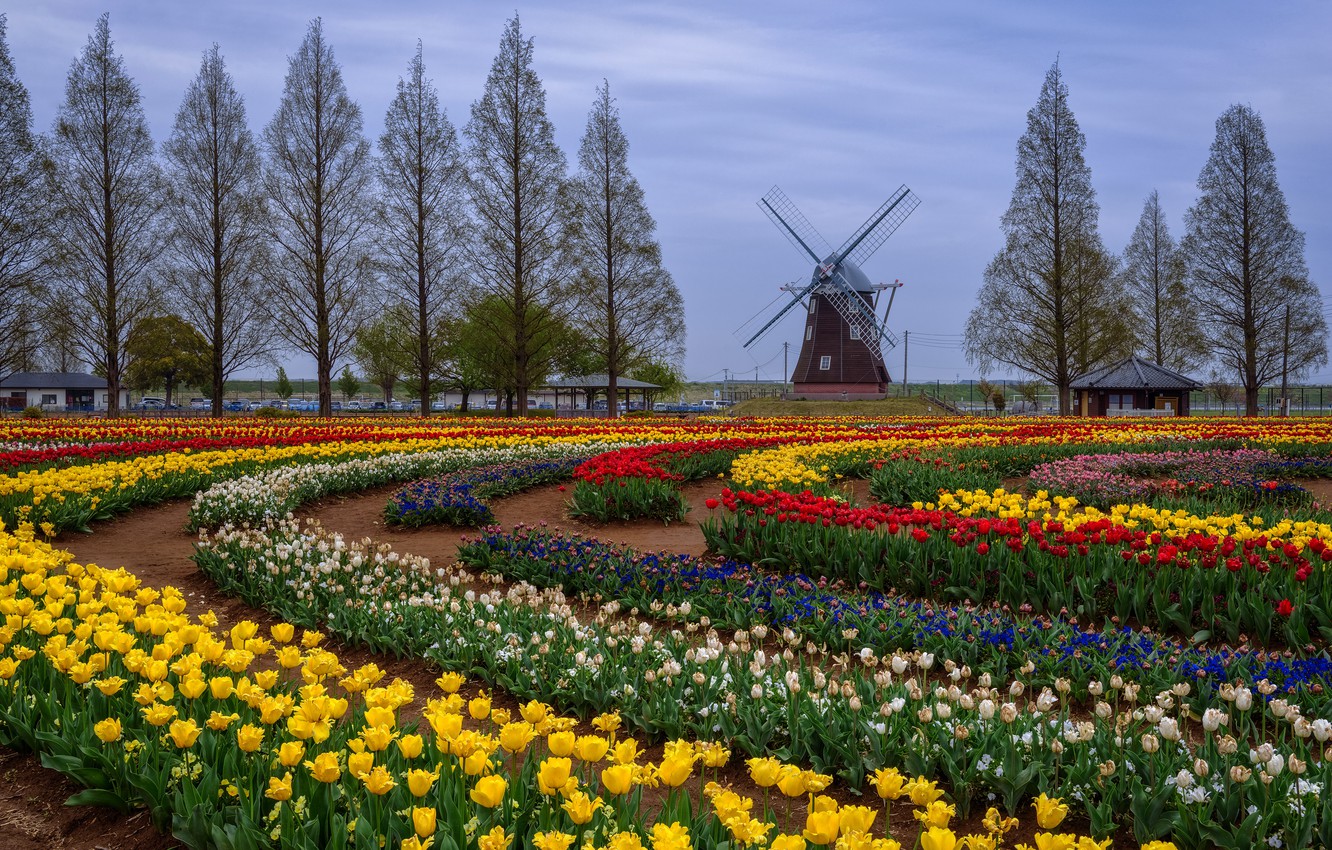 Кёкенхоф Нидерланды цветочные поля