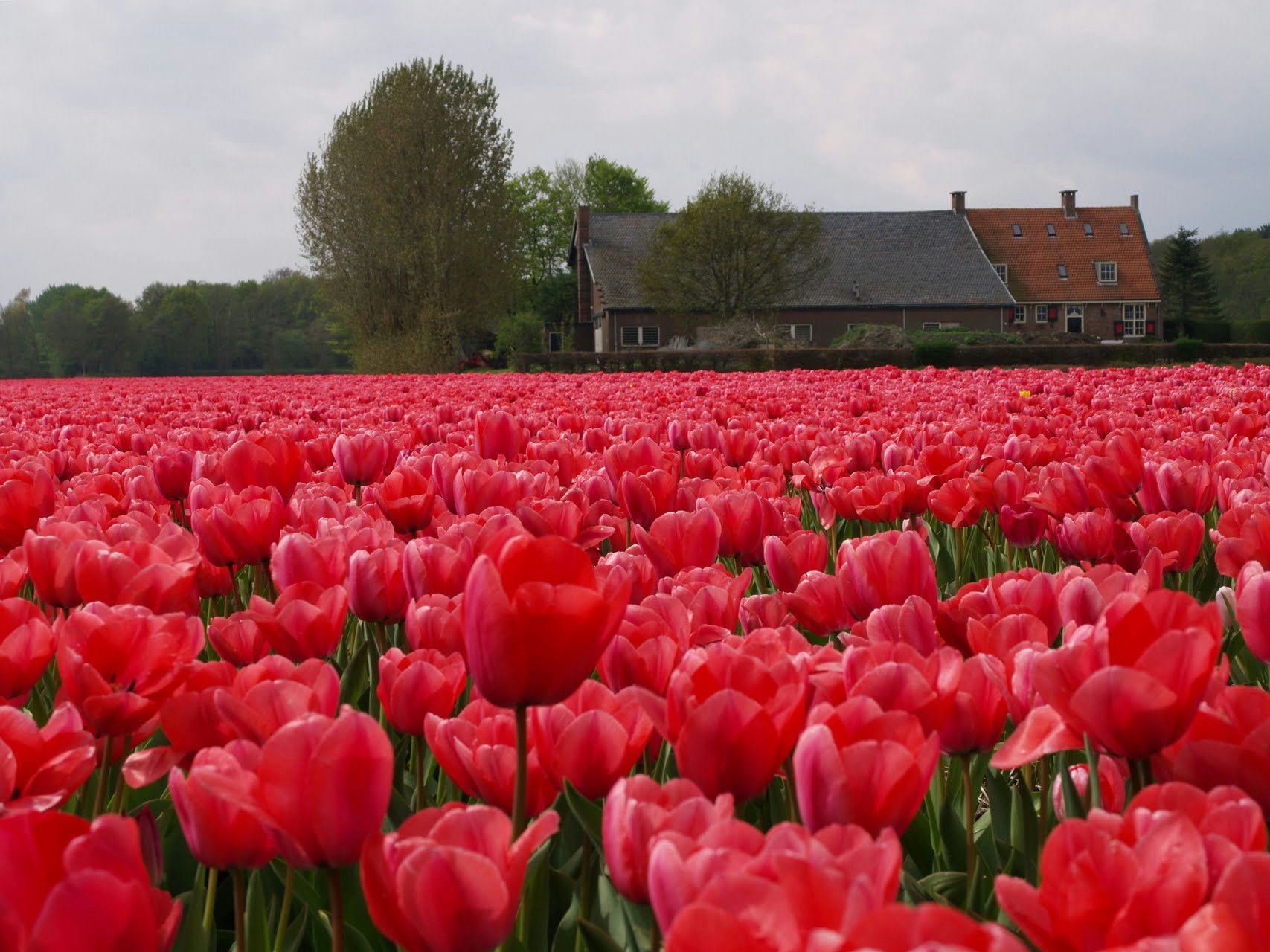 Самые красивые голландские цветы